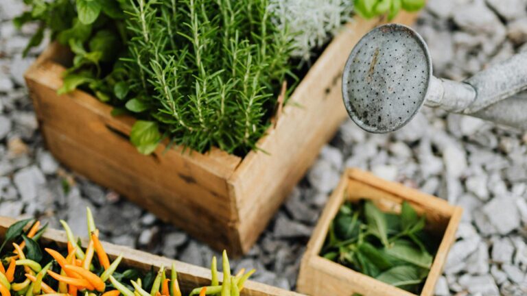 Hortaliças em caixote